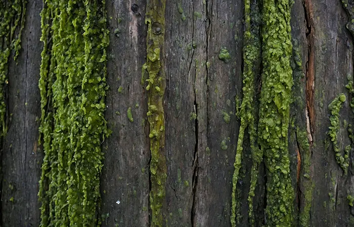 Lush Green Moss on Bark Texture Image